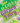 How to Catch a Garden Fairy by Alice Walstead & Andy Elkerton